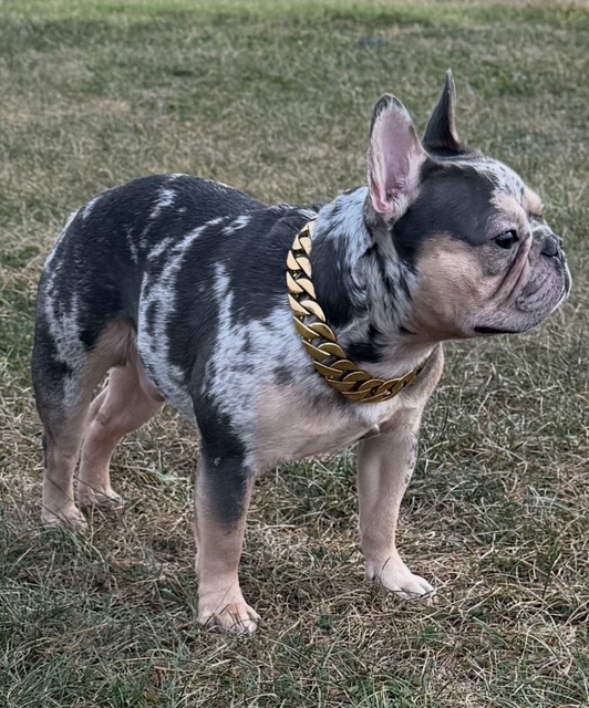 ZeBoe, blue merle French Bulldog, side profile