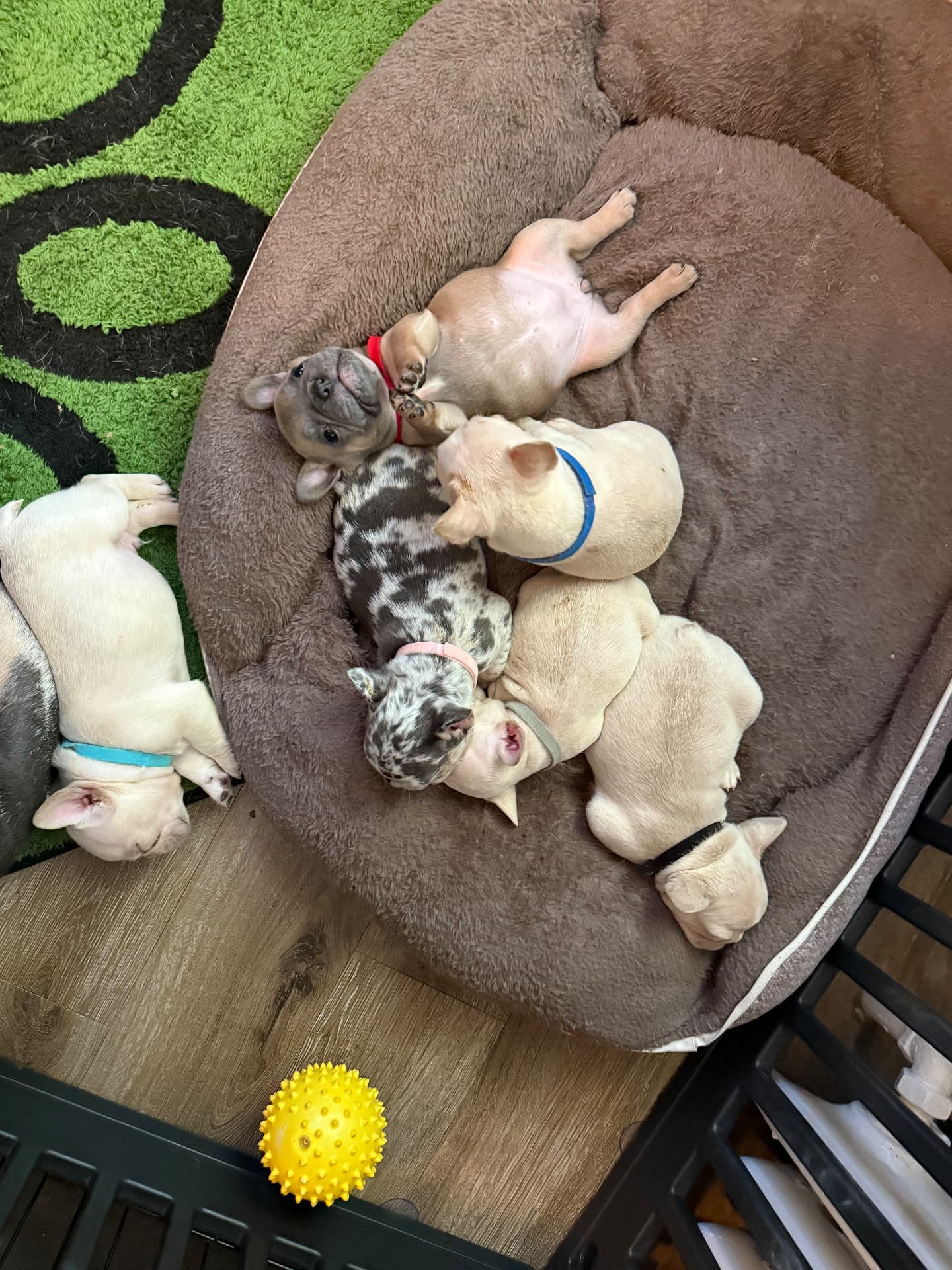 ZeBoe and Zoey puppies cuddled in a dog bed