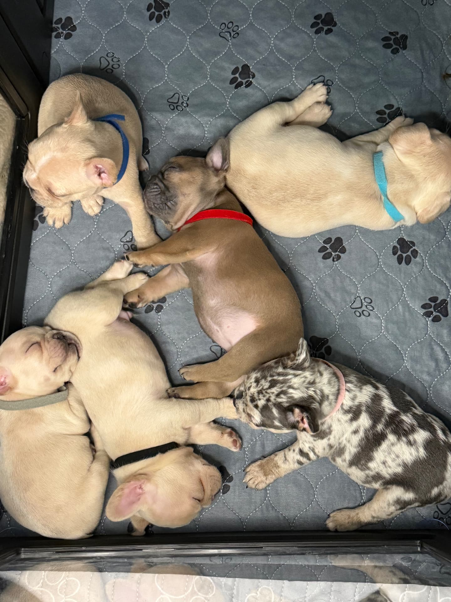 ZeBoe and Zoey puppies napping together