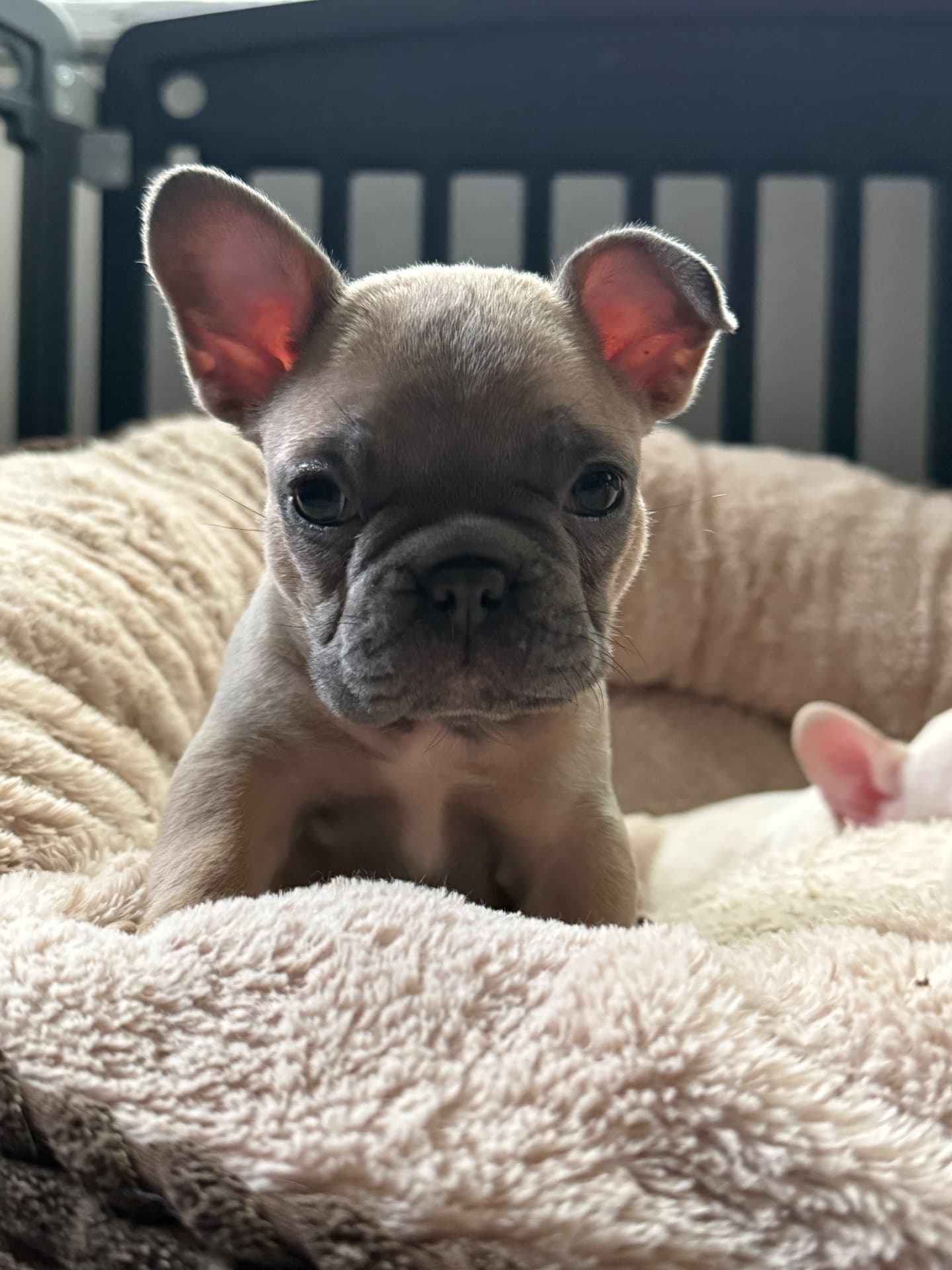 Cream Zone 9 puppy resting on a soft blanket