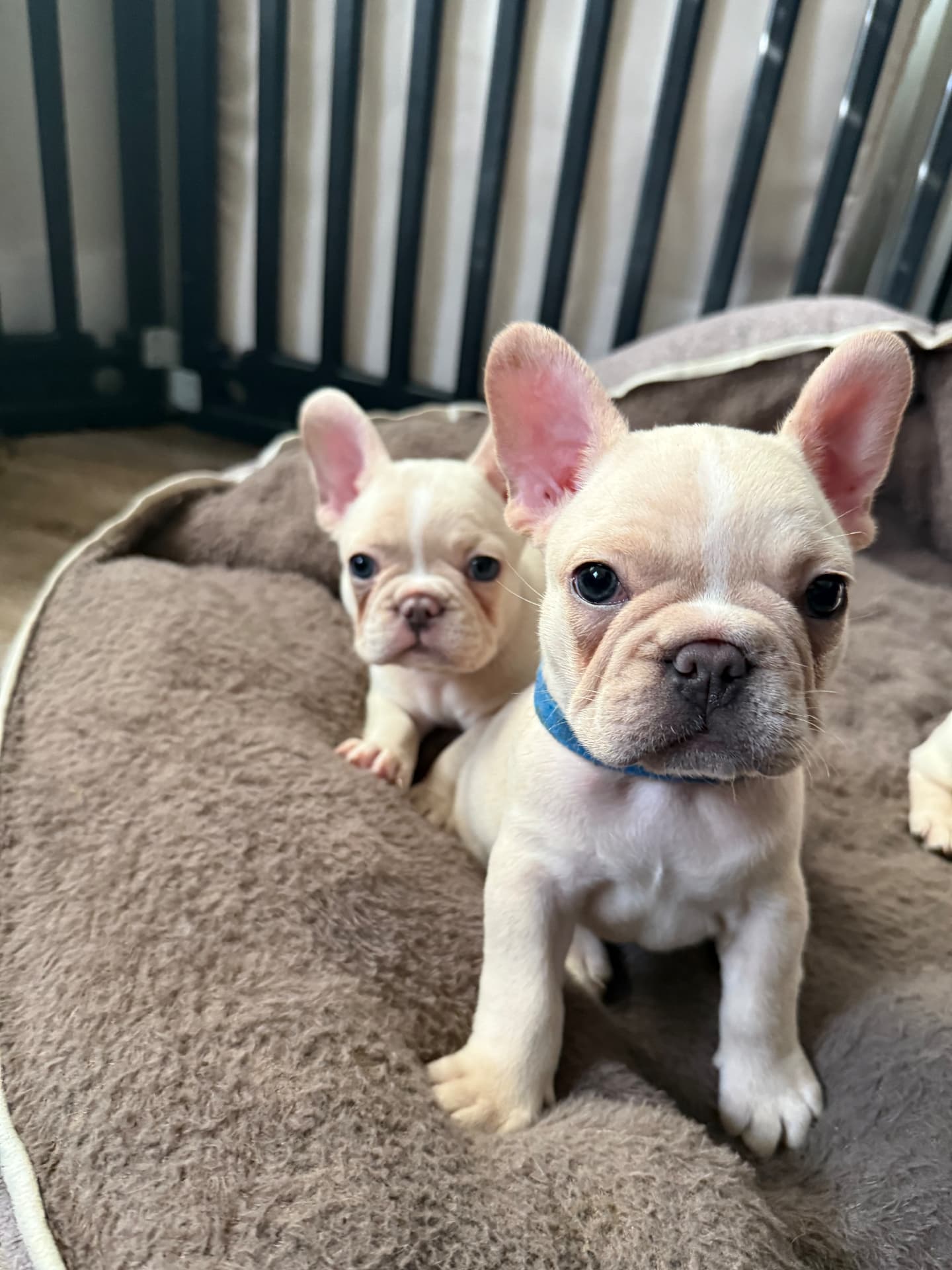 Cream Zone 9 puppy wearing a blue collar