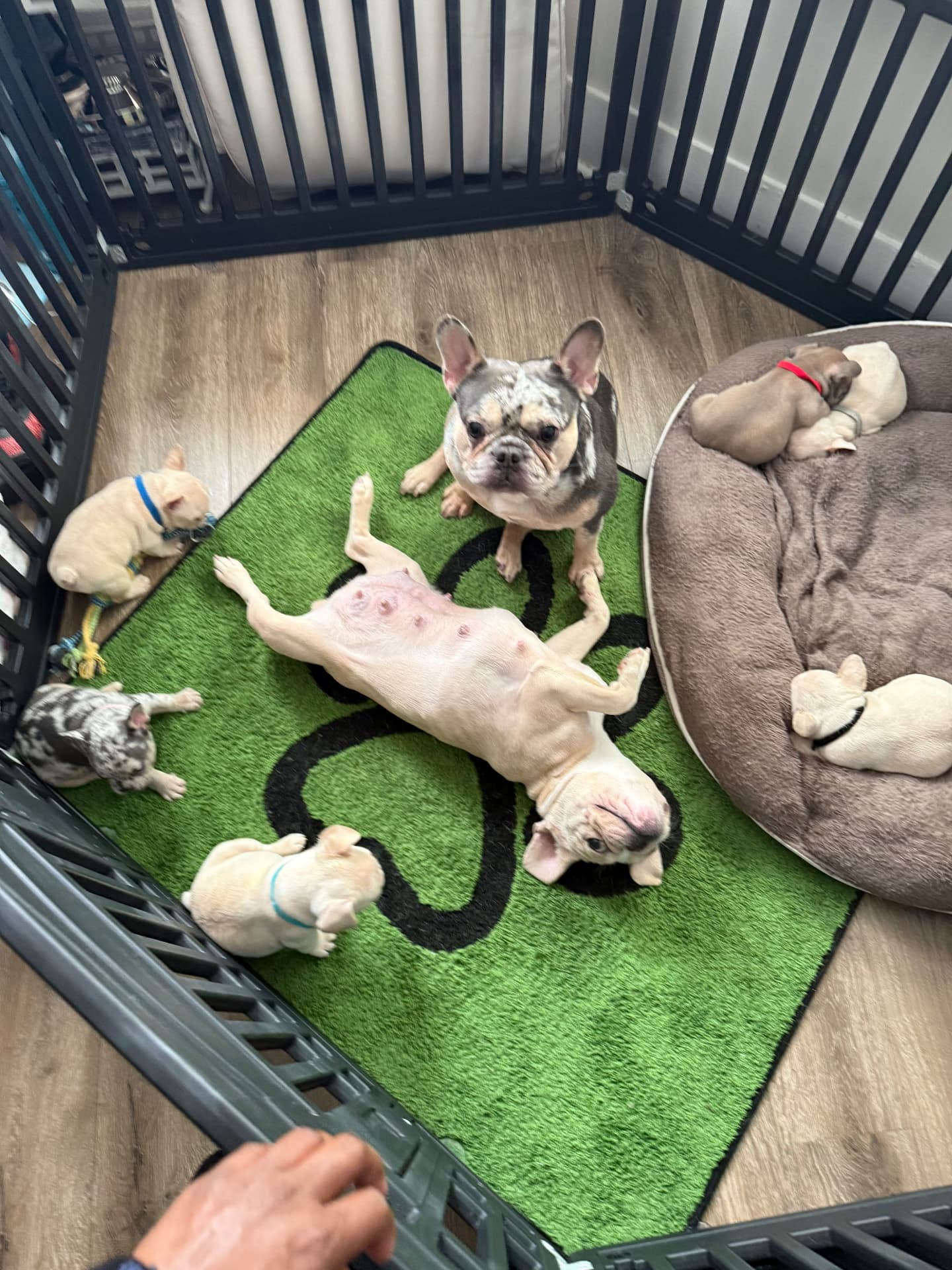 ZeBoe and Zoey puppies relaxing in the playpen