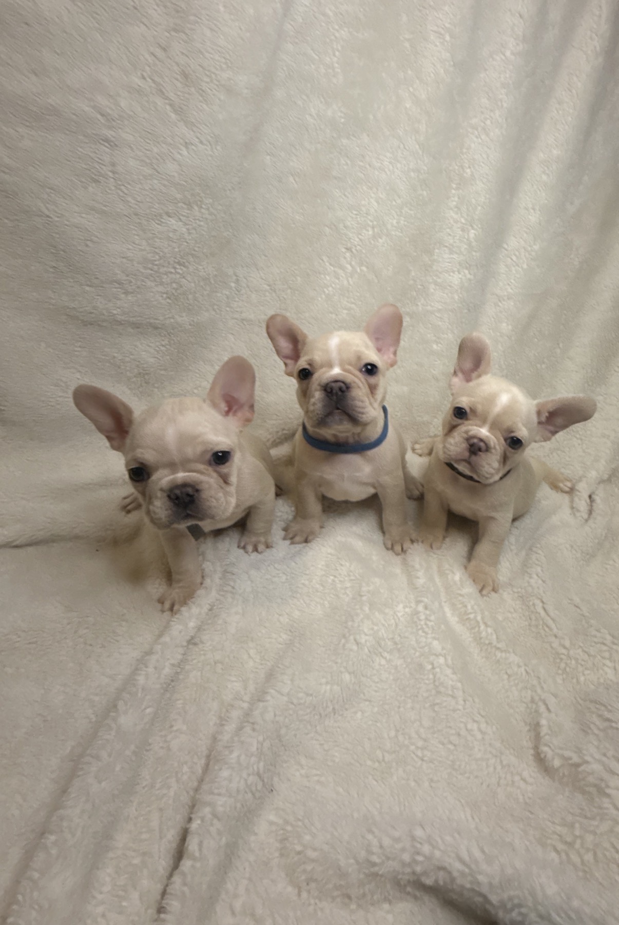 Three cream Zone 9 puppies together