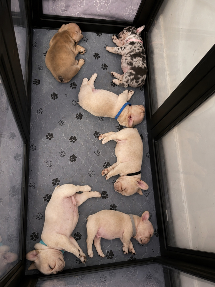 ZeBoe and Zoey past litter resting together