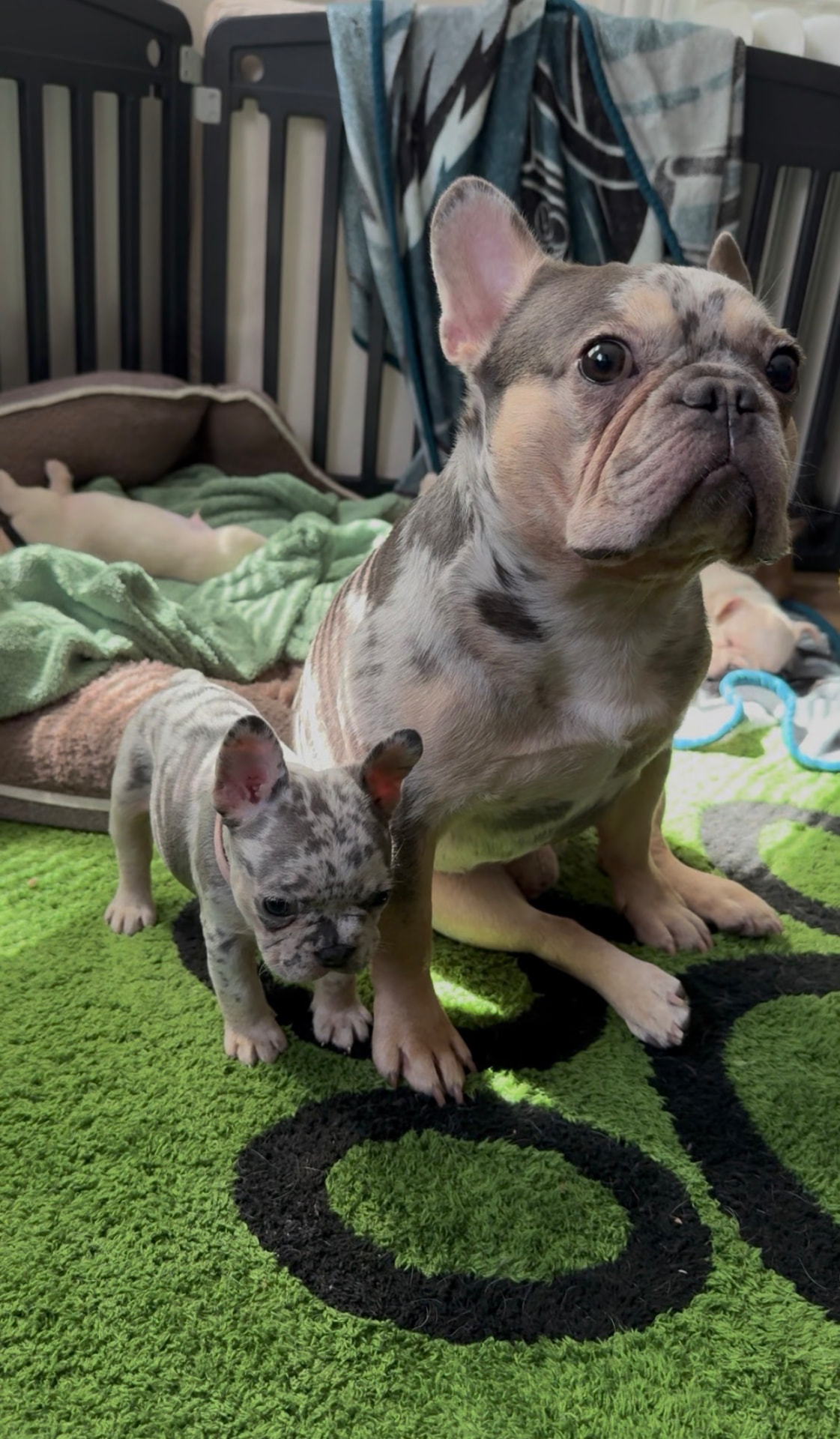 ZeBoe with a merle puppy on a green rug