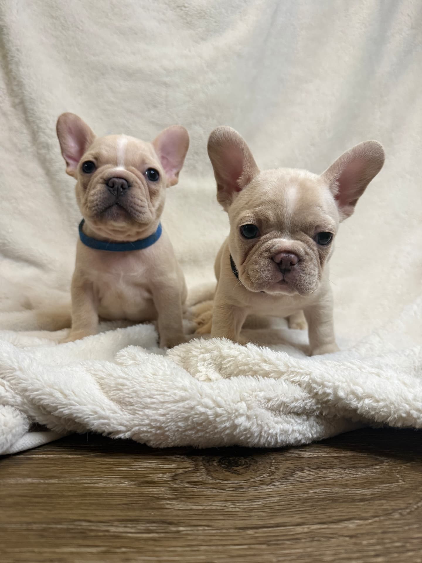 Two cream Zone 9 puppies on a white blanket
