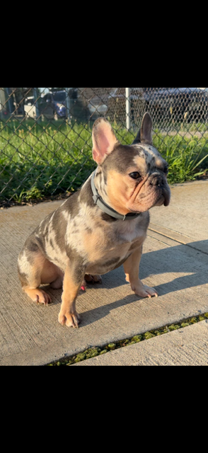 ZeBoe by the fence