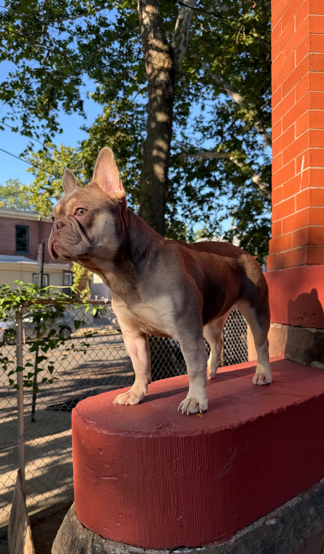 Zayda, Isabella and Tan French Bulldog, standing profile